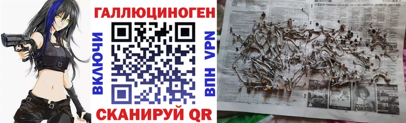 Купить  Унеча  Псилоцибиновые грибы Psilocybe 